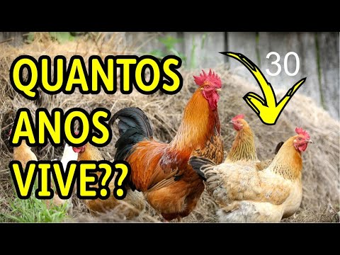 Quantos anos uma galinha vive?