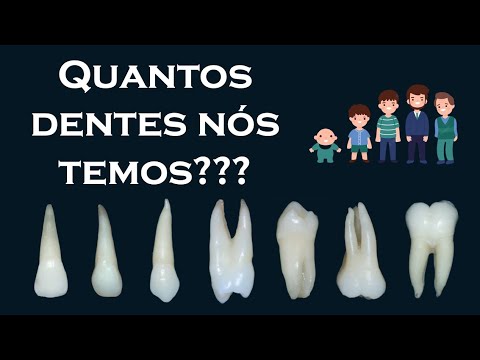 Quantos dentes uma pessoa tem?