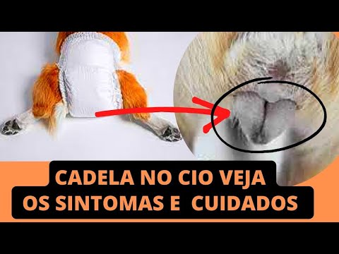 Quantos dias a cachorra fica menstruada?