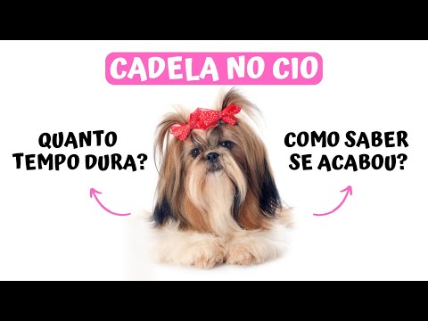 Quantos dias dura o cio de uma cadela?